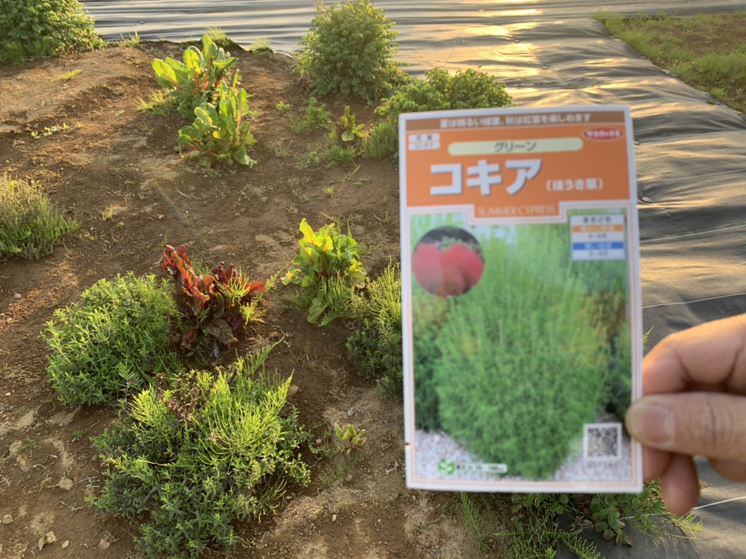 ホウキの種まき ガーデナーシップ バラのお庭をデザイン 施工 横浜 川崎