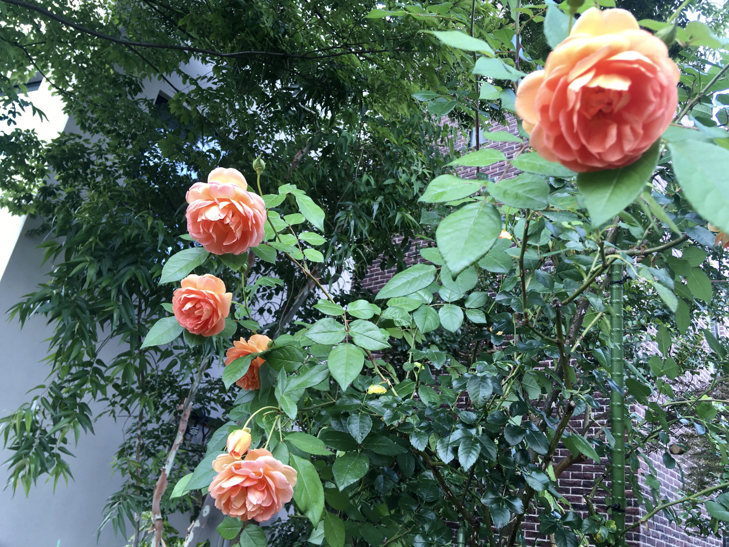 バラは梅雨も素敵です🌹 - ガーデナーシップ｜バラのお庭をデザイン