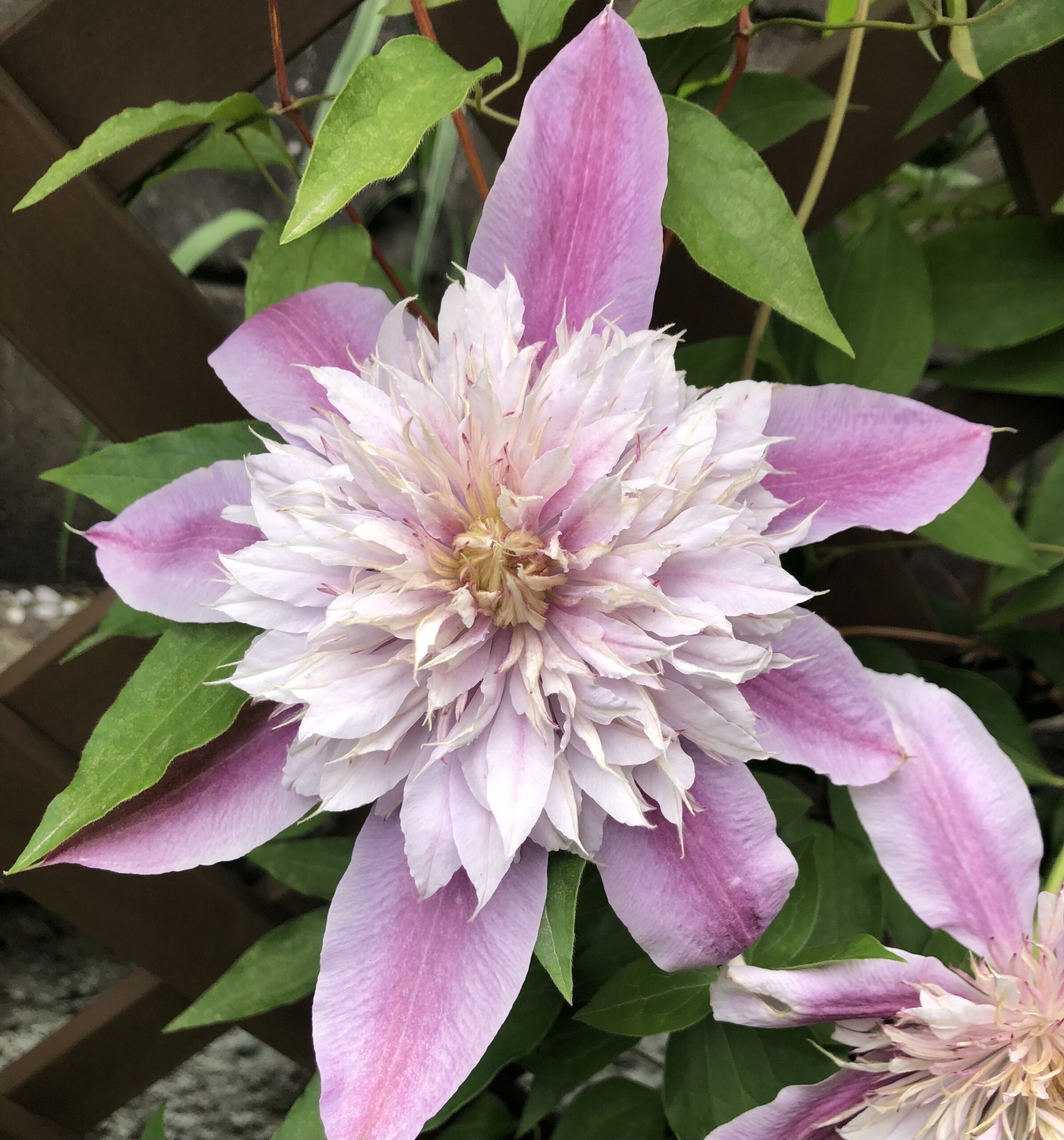 5月のお庭から～ 町田市 I様邸🌸 - ガーデナーシップ｜バラのお庭を